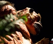 Impression KOÌRPERWELTEN der Tiere 2014 aus Ludwigsburg