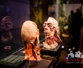 Anatomie des Glücks - Impressionen Körperwelten-Museum