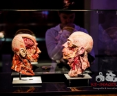 Anatomie des Glücks - Impressionen Körperwelten-Museum