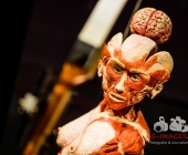 Anatomie des Glücks - Impressionen Körperwelten-Museum