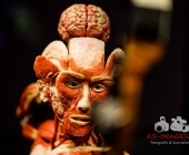 Anatomie des Glücks - Impressionen Körperwelten-Museum