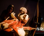 Anatomie des Glücks - Impressionen Körperwelten-Museum