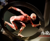 Anatomie des Glücks - Impressionen Körperwelten-Museum