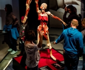 Anatomie des Glücks - Impressionen Körperwelten-Museum