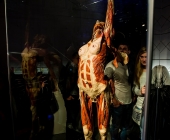 Anatomie des Glücks - Impressionen Körperwelten-Museum