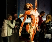 Anatomie des Glücks - Impressionen Körperwelten-Museum