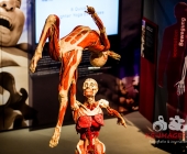 Anatomie des Glücks - Impressionen Körperwelten-Museum