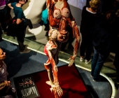Anatomie des Glücks - Impressionen Körperwelten-Museum