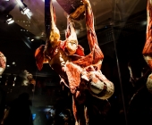 Anatomie des Glücks - Impressionen Körperwelten-Museum