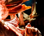 Anatomie des Glücks - Impressionen Körperwelten-Museum