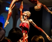 Anatomie des Glücks - Impressionen Körperwelten-Museum
