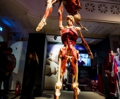 Anatomie des Glücks - Impressionen Körperwelten-Museum