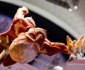 Anatomie des Glücks - Impressionen Körperwelten-Museum