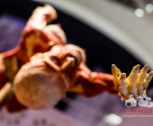 Anatomie des Glücks - Impressionen Körperwelten-Museum