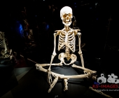 Anatomie des Glücks - Impressionen Körperwelten-Museum