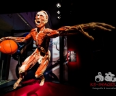 Anatomie des Glücks - Impressionen Körperwelten-Museum