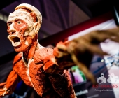 Anatomie des Glücks - Impressionen Körperwelten-Museum