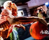 Anatomie des Glücks - Impressionen Körperwelten-Museum