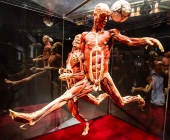 Anatomie des Glücks - Impressionen Körperwelten-Museum