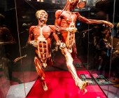 Anatomie des Glücks - Impressionen Körperwelten-Museum