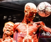 Anatomie des Glücks - Impressionen Körperwelten-Museum