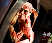 Anatomie des Glücks - Impressionen Körperwelten-Museum