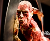 Anatomie des Glücks - Impressionen Körperwelten-Museum