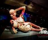 Anatomie des Glücks - Impressionen Körperwelten-Museum