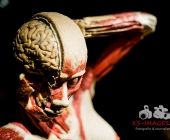 Anatomie des Glücks - Impressionen Körperwelten-Museum