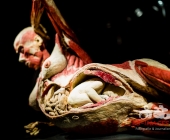 Anatomie des Glücks - Impressionen Körperwelten-Museum