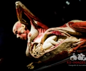 Anatomie des Glücks - Impressionen Körperwelten-Museum