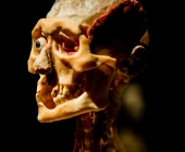 Impression KOERPERWELTEN und Der Zyklus desLebens