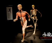 Impression KOERPERWELTEN und Der Zyklus desLebens