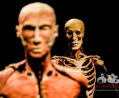 Impression KOERPERWELTEN und Der Zyklus desLebens