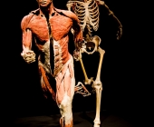 Impression KOERPERWELTEN und Der Zyklus desLebens