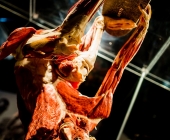 Impression KOERPERWELTEN und Der Zyklus desLebens