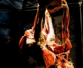 Impression KOERPERWELTEN und Der Zyklus desLebens