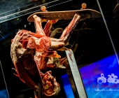 Impression KOERPERWELTEN und Der Zyklus desLebens