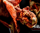 Impression KOERPERWELTEN und Der Zyklus desLebens