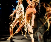 Impression KOERPERWELTEN und Der Zyklus desLebens