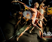 Impression KOERPERWELTEN und Der Zyklus desLebens