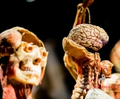 Impression KOERPERWELTEN und Der Zyklus desLebens