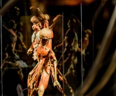 Impression KOERPERWELTEN und Der Zyklus desLebens