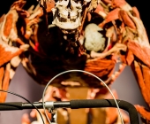 Impression KOERPERWELTEN und Der Zyklus desLebens