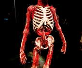 Impression KOERPERWELTEN und Der Zyklus desLebens