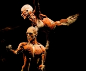 Impression KOERPERWELTEN und Der Zyklus desLebens