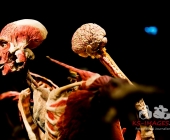 Impression KOERPERWELTEN und Der Zyklus desLebens