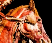 Impression KOERPERWELTEN und Der Zyklus desLebens