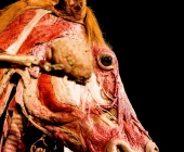 Impression KOERPERWELTEN und Der Zyklus desLebens