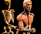 Impression KOERPERWELTEN und Der Zyklus desLebens